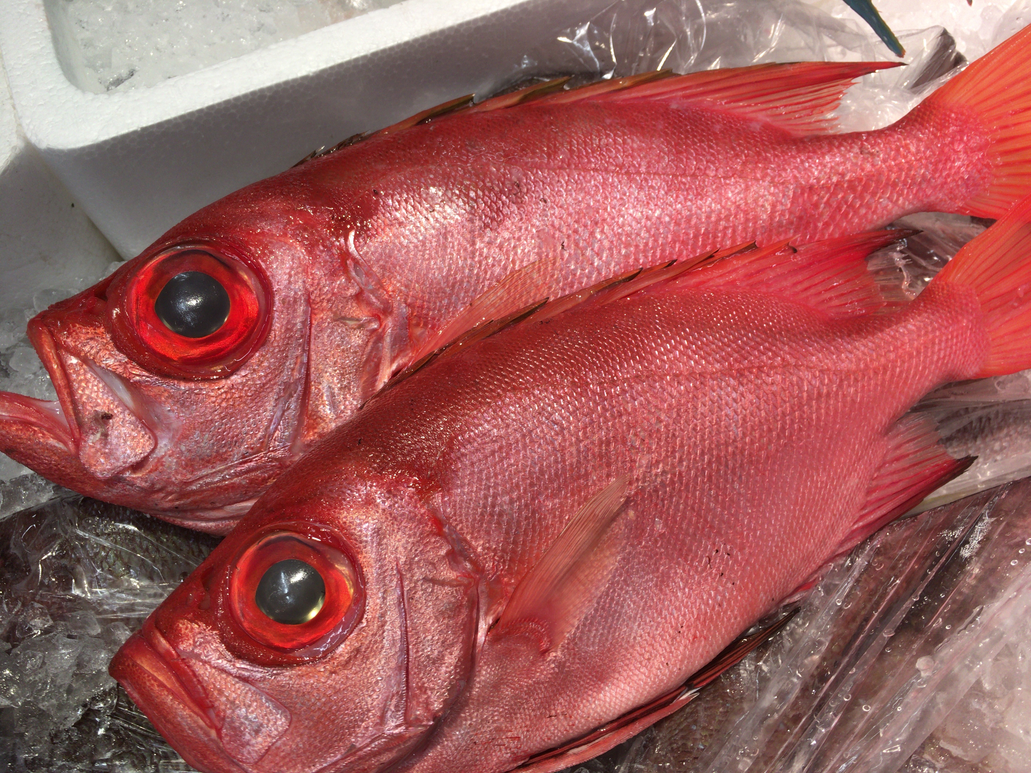 チカメキントキとは 釣り方 捌き方 美味しい食べ方を紹介 釣りラバ