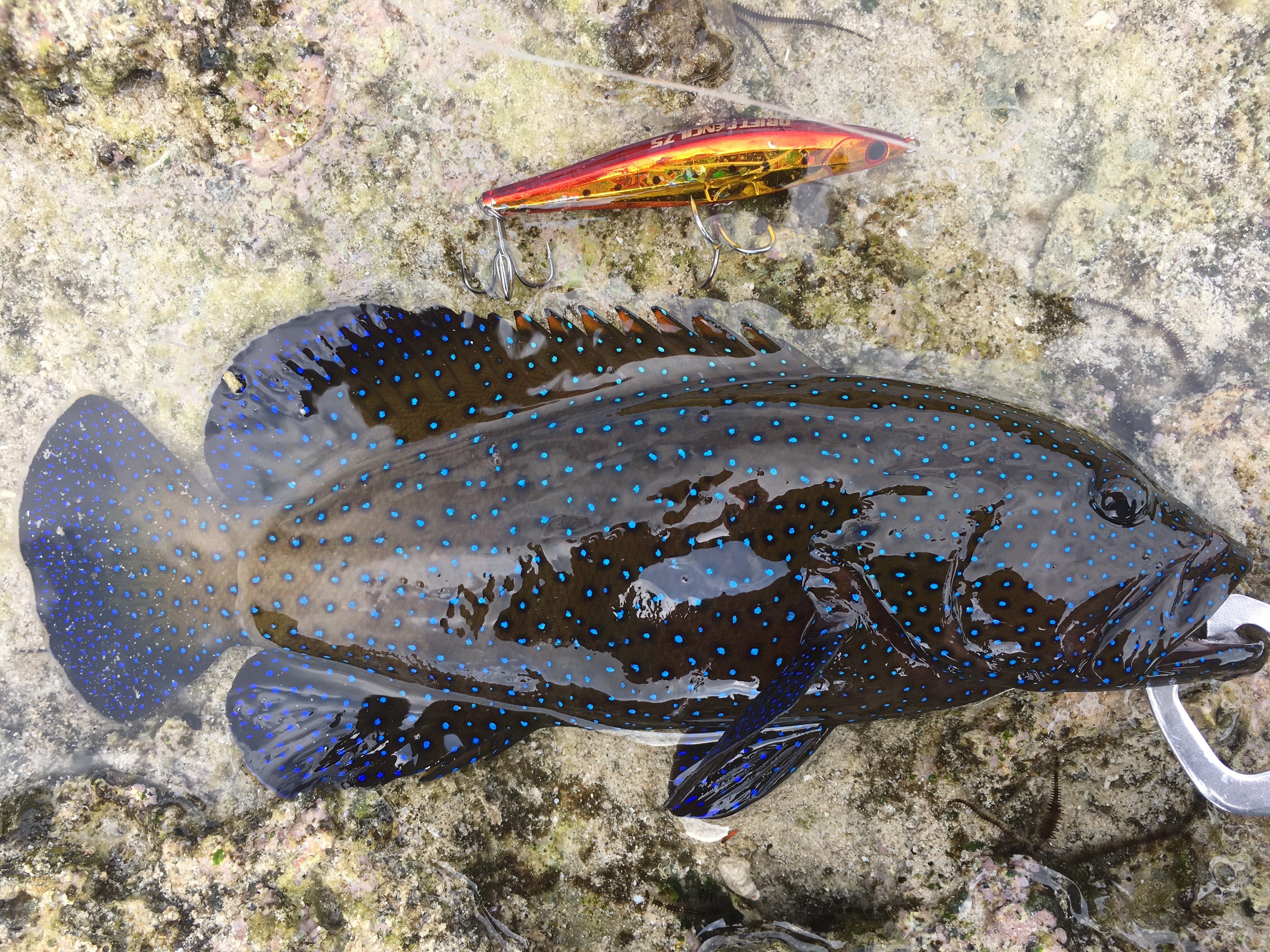 アオノメハタとは とても美しい黒と青色の魚体のハタ科の魚 釣りラバ