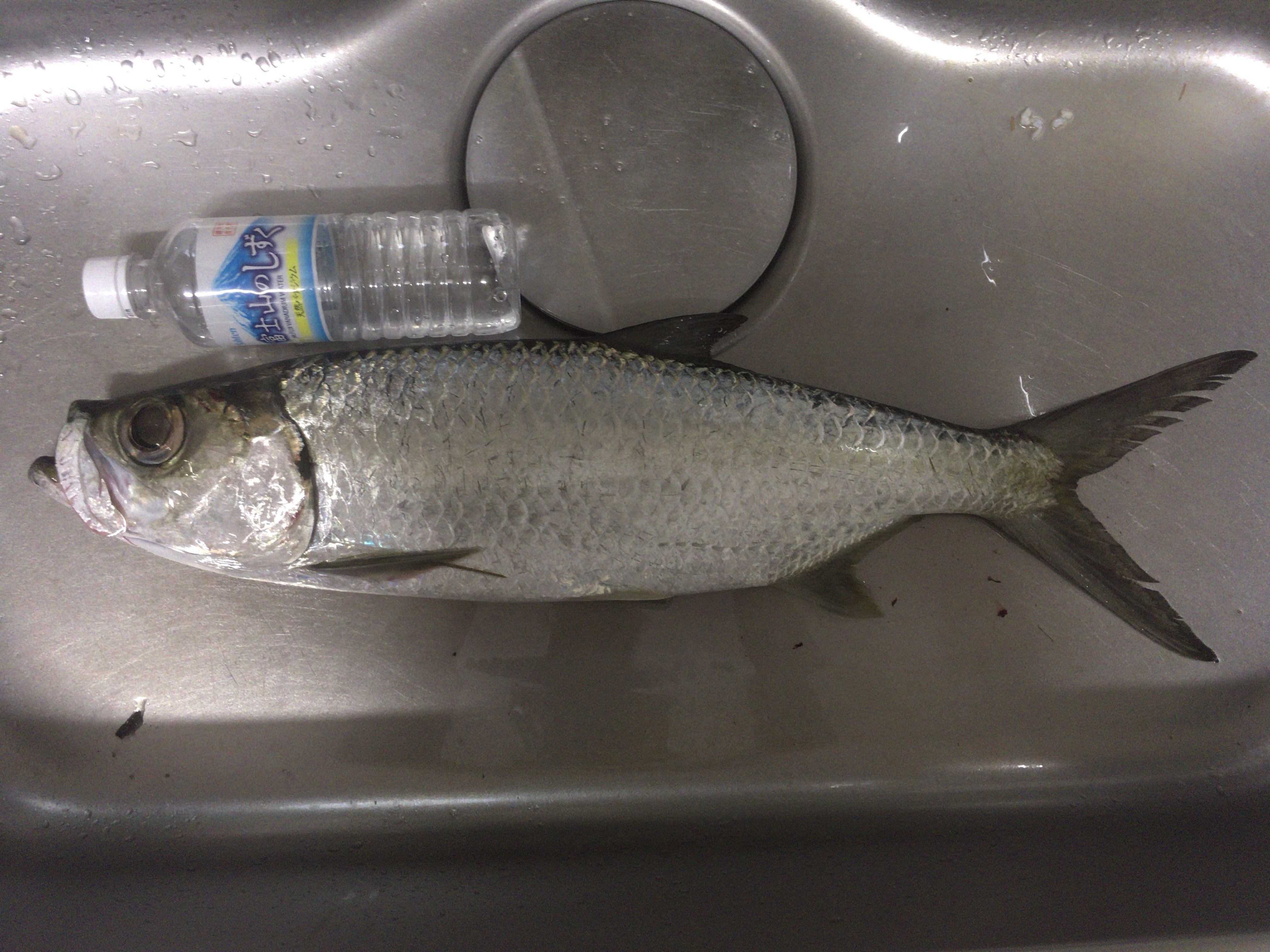 ターポン イセゴイ とは まずいと言われるこの魚を実際に釣って食べてみた 釣りラバ