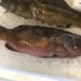 スジアラ（アカジン）とは？釣り方、捌き方、美味しい食べ方を紹介！